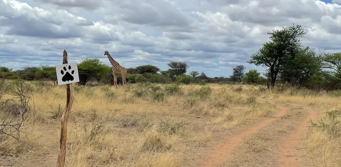 Walking safari