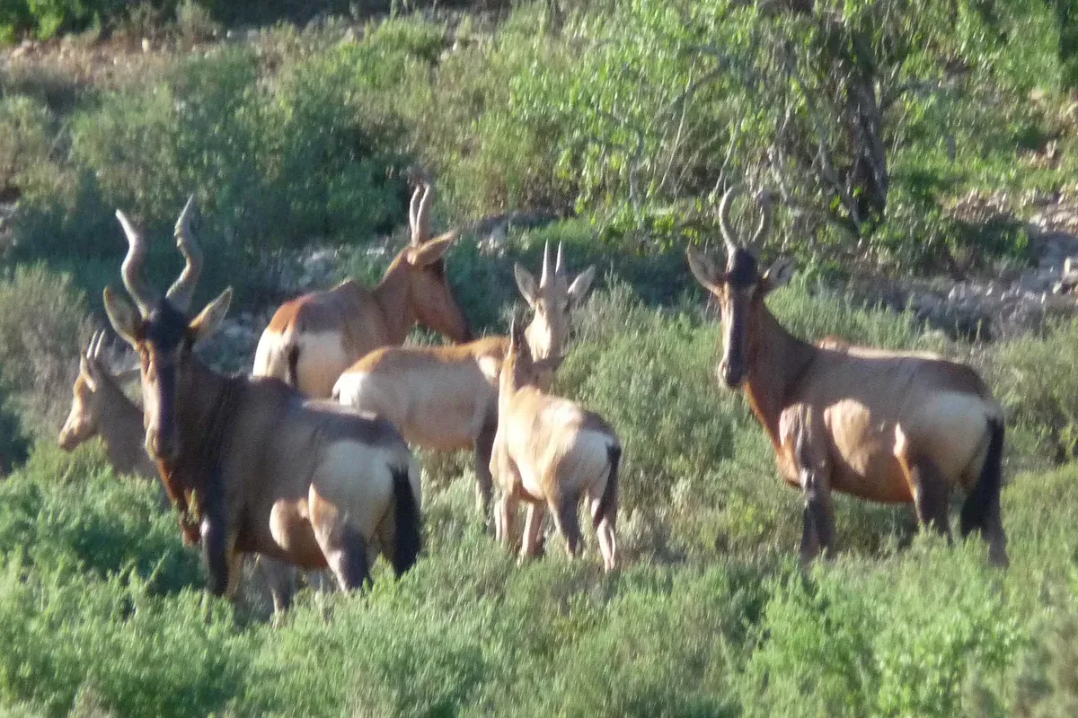 Hartebeest