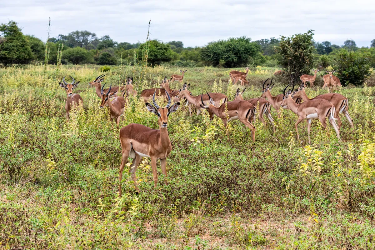 Impala
